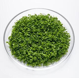 SCHNITTLAUCH GESCHNITTEN, 250 G / SCHALE 